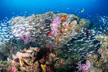 Fototapeta na wymiar Tropical fish and colorful corals on a tropical coral reef in Thailand's Similan Islands