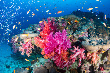 Fototapeta na wymiar Tropical fish and colorful corals on a tropical coral reef in Thailand's Similan Islands