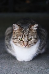 Beautiful gray cat on the street in the village