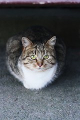 Beautiful gray cat on the street in the village