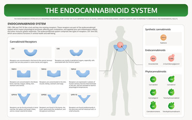 The Endocannabinoid System horizontal textbook infographic illustration about cannabis as herbal alternative medicine and chemical therapy, healthcare and medical science vector.