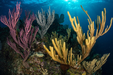 Colorful Coral Reef