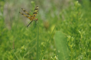 dragonfly on a blade of grass - Halloween pennant