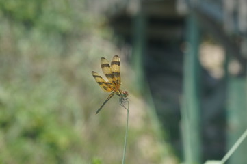 dragonfly on a blade of grass - Halloween pennant