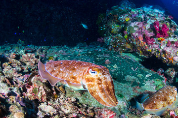 Curious Cuttlefish at dawn on a tropical coral reef (Richelieu Rock, Surin Islands)