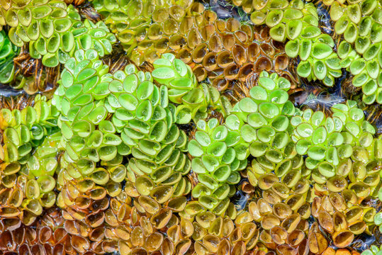 Salvinia Bilder – Durchsuchen 468 Archivfotos, Vektorgrafiken und ...