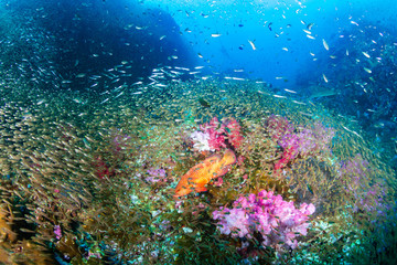 Naklejka na ściany i meble Tropical fish and colorful corals on a tropical coral reef in Thailand's Similan Islands