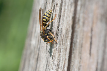 European paper wasp | Gallische Feldwespe