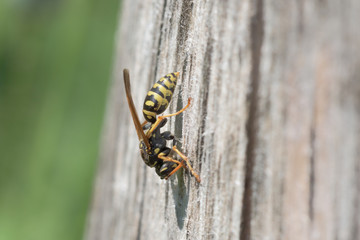 European paper wasp | Gallische Feldwespe