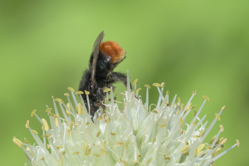Red-tailed bumblebee | Steinhummel