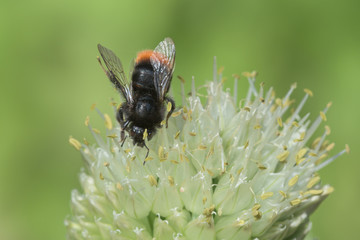 Red-tailed bumblebee | Steinhummel