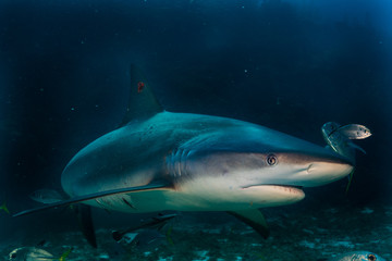 Night Shark