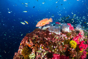 Plakat Curious Cuttlefish at dawn on a tropical coral reef (Richelieu Rock, Surin Islands)
