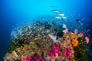 Naklejka na ściany i meble Tropical fish and colorful corals on a tropical coral reef at Richelieu Rock in Thailand