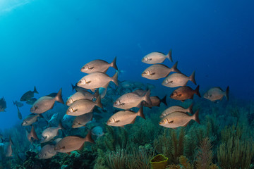 School of Fish