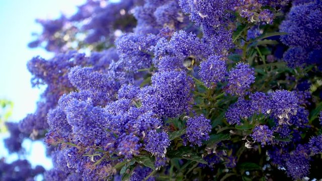 Slow motion close shot of a lone honey bee in a Californian Lilac (Yankee Point) bush.