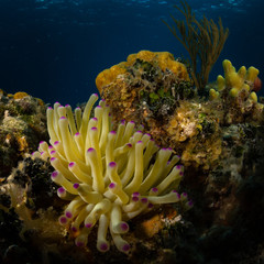 Fototapeta na wymiar Anemone on Reef