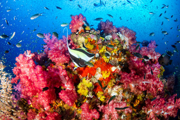 Tropical fish and colorful corals on a tropical coral reef at Richelieu Rock in Thailand