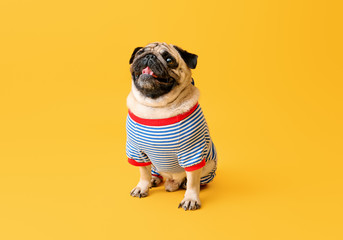 Cute pug dog in t-shirt on color background