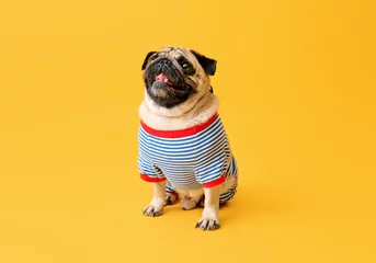 Gordijnen Cute pug dog in t-shirt on color background © Pixel-Shot
