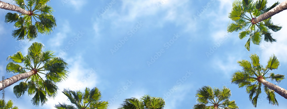 Wall mural palm trees shown from below with blue sky in the background.