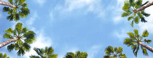 Palm trees shown from below with blue sky in the background.