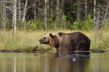 big male brown bear in the water, forest landscape