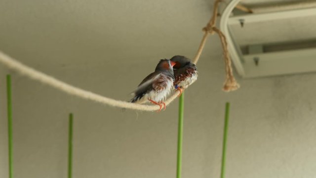 zebra finches on a line adjusting feathers after taking bath