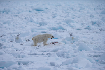 Polar Bear (Ursus maritimus) Spitsbergen North Ocean