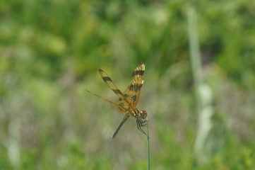 dragonfly on a blade of grass