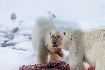 Foto op Canvas Polar Bear (Ursus maritimus) Spitsbergen North Ocean © vaclav