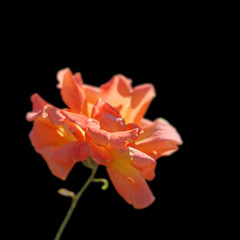 Fototapeta na wymiar Beautiful orange rose isolated on a black background