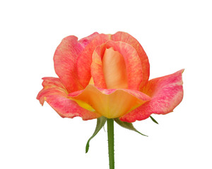 Beautiful orange rose isolated on a white background