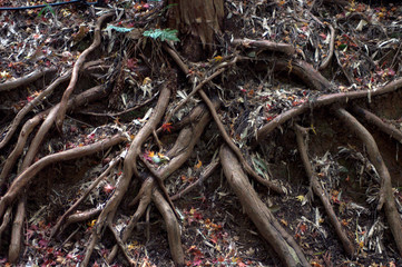 Close up of tree roots
