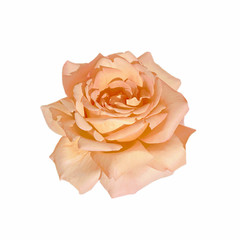 Beautiful orange rose isolated on a white background