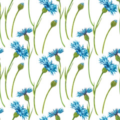 Blue Cornflower Herb or bachelor button flower bouquet isolated on white background. Set of drawing cornflowers, floral elements, watercolor botanical illustration. Seamless patterns.