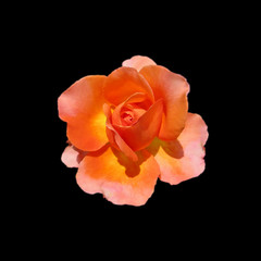 Fototapeta na wymiar Beautiful orange rose isolated on a black background