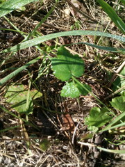 трава в росе