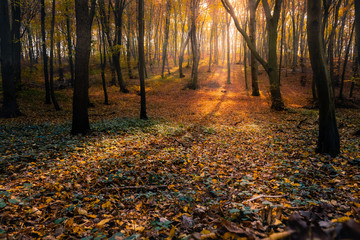 las jesienią w małopolsce