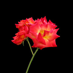 Three orange roses isolated on a black background