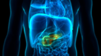 Fototapeta na wymiar Human Internal Digestive Organ Pancreas Anatomy