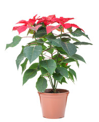 Christmas flower poinsettia on white background