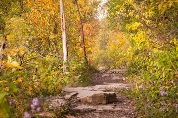 Fototapeta na wymiar Fall pathway in the forest 2