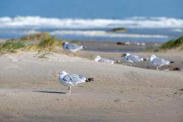 Sea gulls on the Beach of the frisian island of Terschelling .