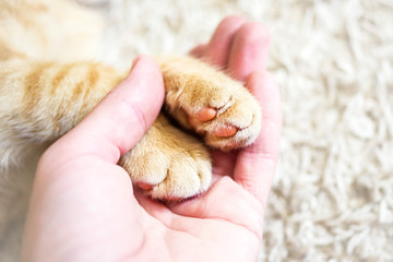 Cat red paws and a human hand closeup, top view. Conceptual image of friendship, trust, love, help between man and cat