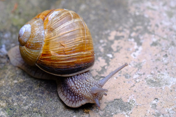 creeping snail with a house on its back