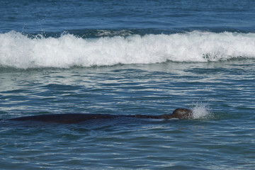 Fototapeta premium Male Southern Elephant Seal (Mirounga leonina) swimming in the sea on the coast of Sea Lion Island in the Falkland Islands.