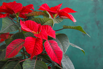 Christmas flower poinsettia on color background, closeup