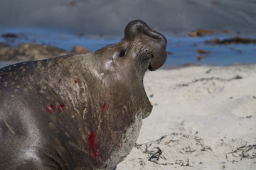 Male Southern Elephant Seal (Mirounga leonina) with mouth open and roaring during the breeding season on Sea Lion Island in the Falkland Islands.