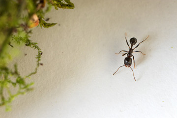 ant creeps on paper